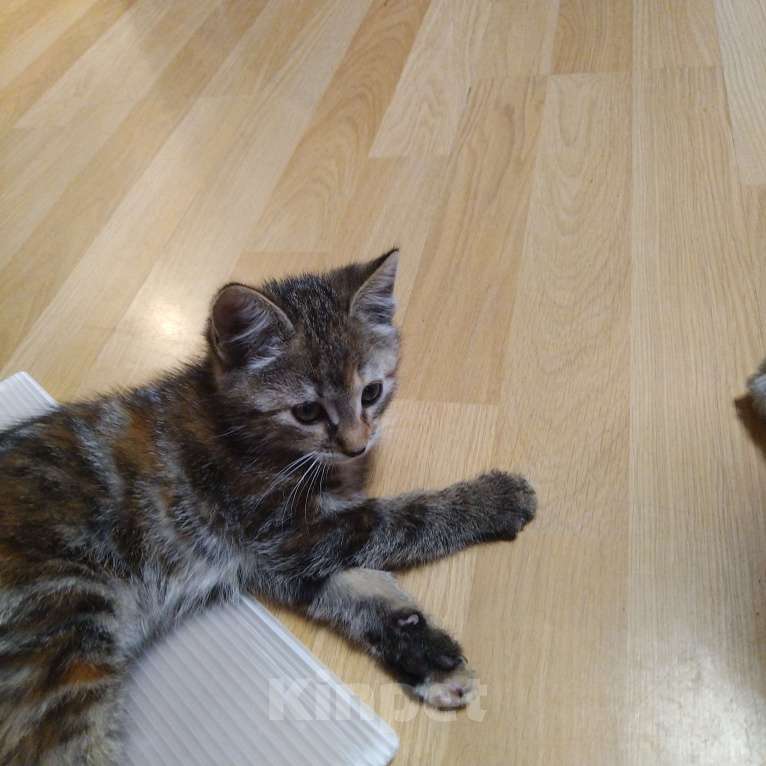 Кошки в Санкт-Петербурге: Котенок в добрые руки  Девочка, Бесплатно - фото 3