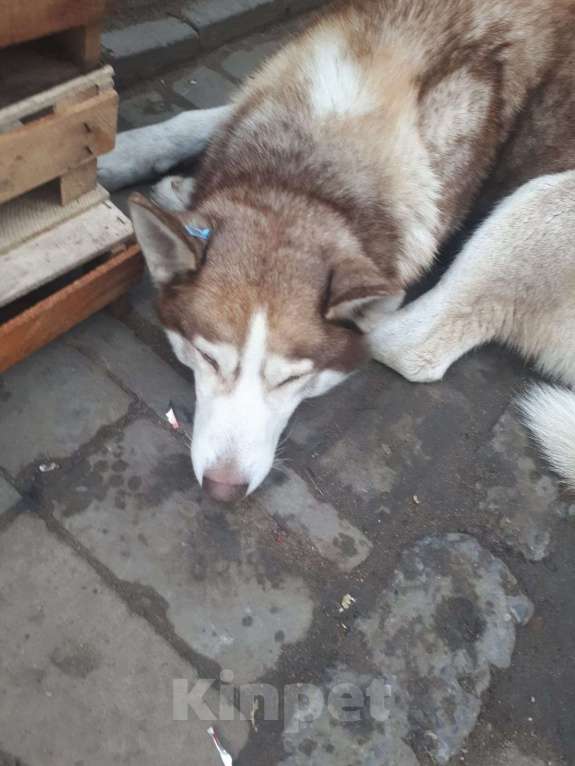 Собаки в Волгограде: Нашли сибирская хаски .  г Волгоград Держинский район.  Мальчик, Бесплатно - фото 2