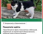 Кошки в других городах Московской области: Пропал черно-белый кот в Загорянке Мальчик, 5 000 руб. - фото 1
