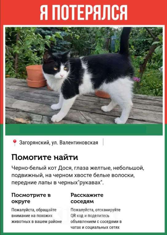 Кошки в других городах Московской области: Пропал черно-белый кот в Загорянке Мальчик, 5 000 руб. - фото 1