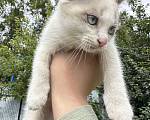 Кошки в Перми: Кошка Девочка, Бесплатно - фото 2