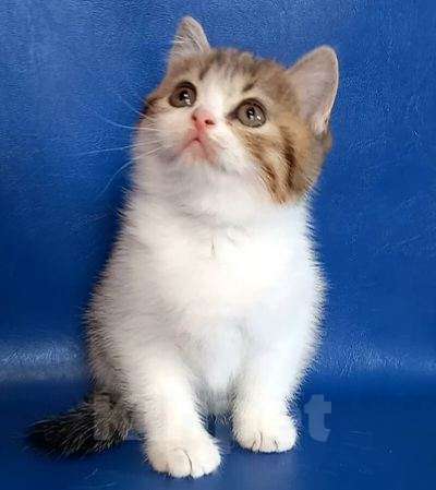 Кошки в Сарове: ласковая девочка Девочка, 25 000 руб. - фото 3