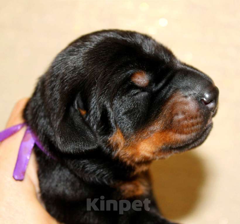 Собаки в Москве: Щенки добермана Разнополые, Бесплатно - фото 2