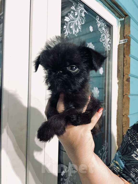 Собаки в других городах Московской области: Бельгийский гриффон щенок Девочка, 120 000 руб. - фото 3