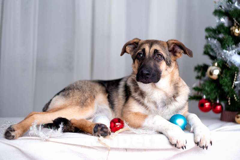 Собаки в Москве: Посмотрите в эти глаза! Щенок Вега хочет домой! Девочка, Бесплатно - фото 5