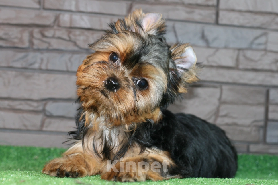 Собаки в Голицыно: Мальчик с мордочкой беби фейс  Мальчик, 50 000 руб. - фото 3