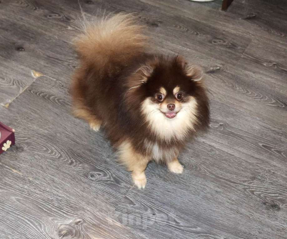 Собаки в Москве: взрослый кобель Шпица Мальчик, 55 000 руб. - фото 3