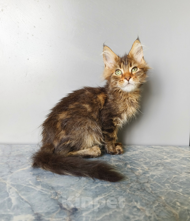 Кошки в Москве: Котёнок Мейн-кун Девочка Девочка, 40 000 руб. - фото 4