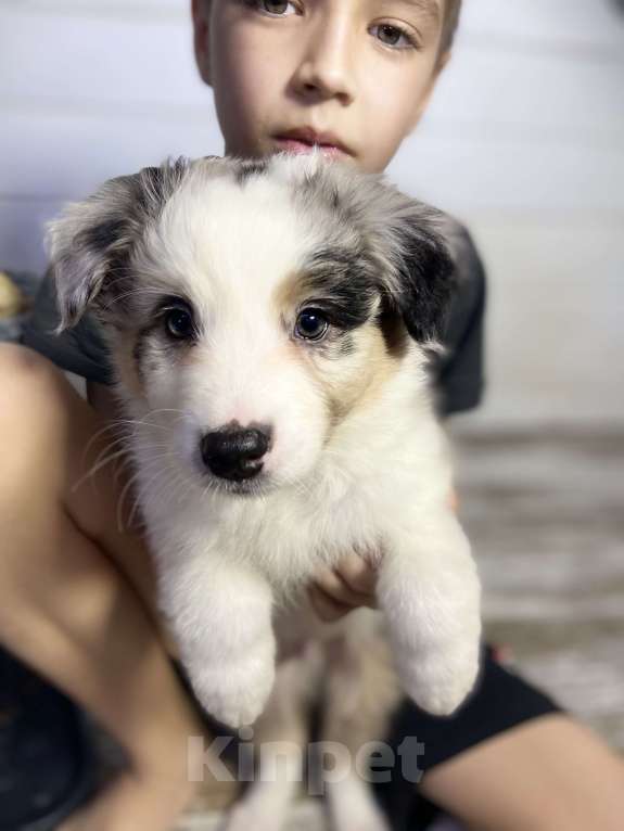 Собаки в других городах Московской области: Щенки Австралийской овчарки (Аууси) Мальчик, 80 000 руб. - фото 3