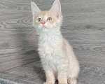 Кошки в Железногорске: Котята мейн кун Девочка, 50 000 руб. - фото 1