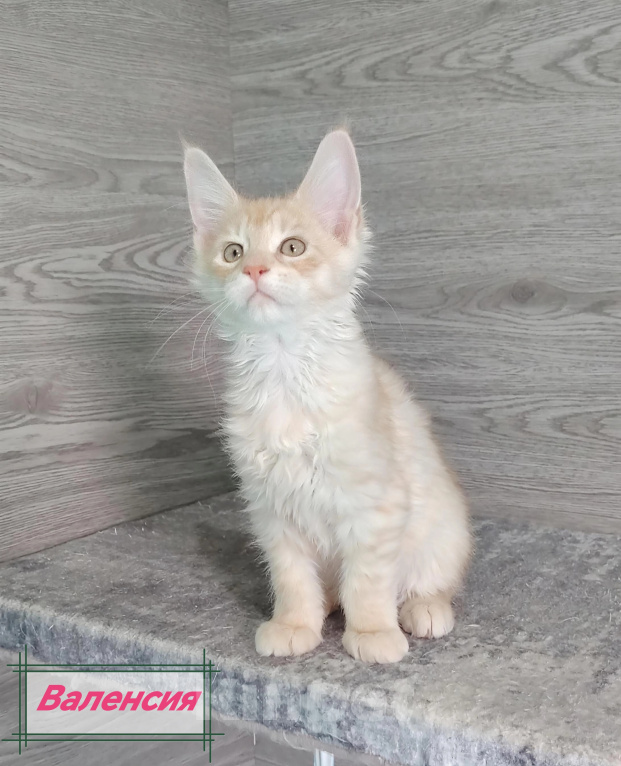 Кошки в Железногорске: Котята мейн кун Девочка, 50 000 руб. - фото 1