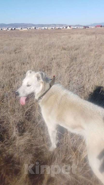 Собаки в других городах Бурятии: В доброе руки Девочка, 1 000 руб. - фото 4