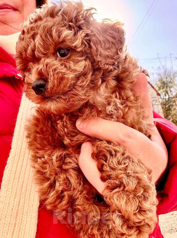 Собаки в Владивостоке: Продаётся мальчик той-пудель красный  Мальчик, 100 000 руб. - фото 4