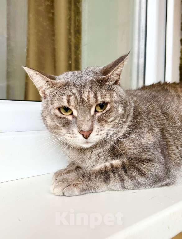 Кошки в Москве: Полосатая Элис юная кошечка в добрые руки Девочка, Бесплатно - фото 2