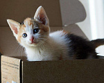 Кошки в Ливны: Трехцветный котенок в заботливые руки!, 100 руб. - фото 2