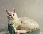 Кошки в Москве: Продается котенок мейн-кун  Мальчик, 35 000 руб. - фото 8