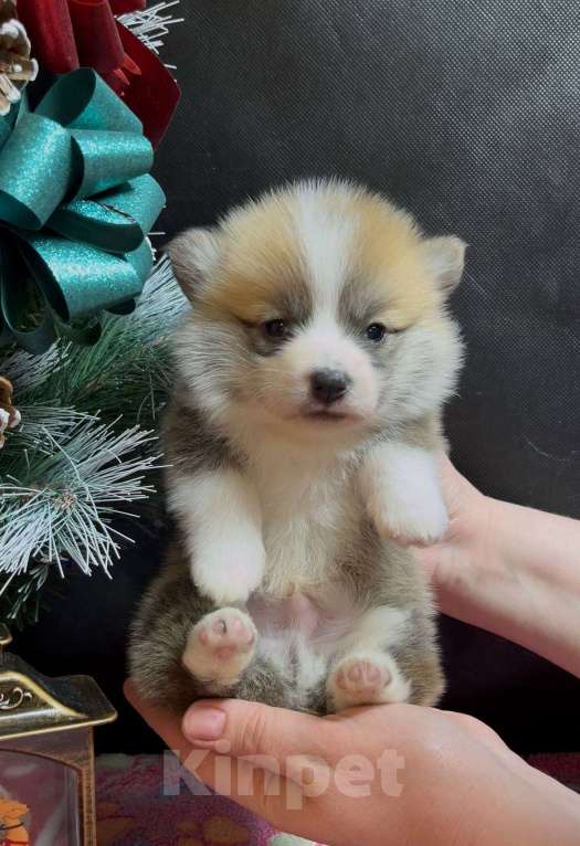 Собаки в Москве: Вельш корги пемброк мальчик без хвостика  Мальчик, 60 000 руб. - фото 5