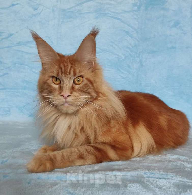 Кошки в Владимире: Девочка красавица Девочка, 8 000 руб. - фото 2