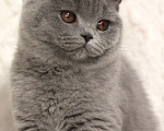 Кошки в Москве: Британский котенок Девочка, 55 000 руб. - фото 1