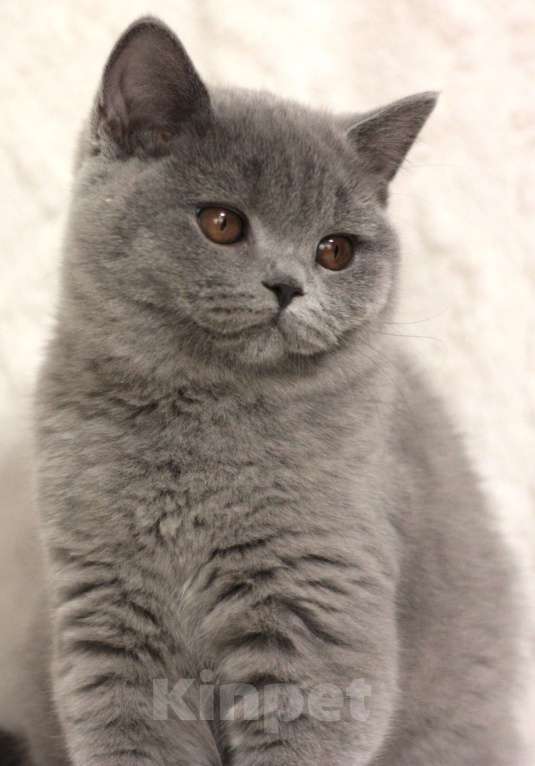 Кошки в Москве: Британский котенок Девочка, 55 000 руб. - фото 1
