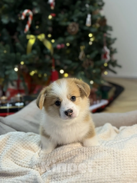 Собаки в Краснодаре: Щенок Вельщ-Корги Пемброк Девочка, 50 000 руб. - фото 1