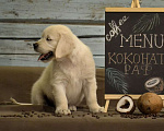 Собаки в Москве: Щенки золотистого (голден) ретривера. Мальчик, 75 000 руб. - фото 10