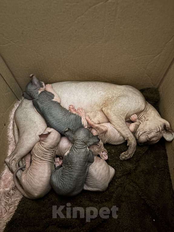 Кошки в Санкт-Петербурге: Эльф Мальчик, Бесплатно - фото 5