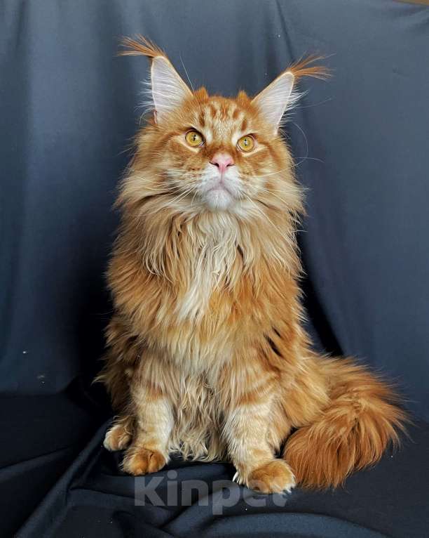 Кошки в Москве: Мейн-кун котенок Мальчик, 50 000 руб. - фото 2