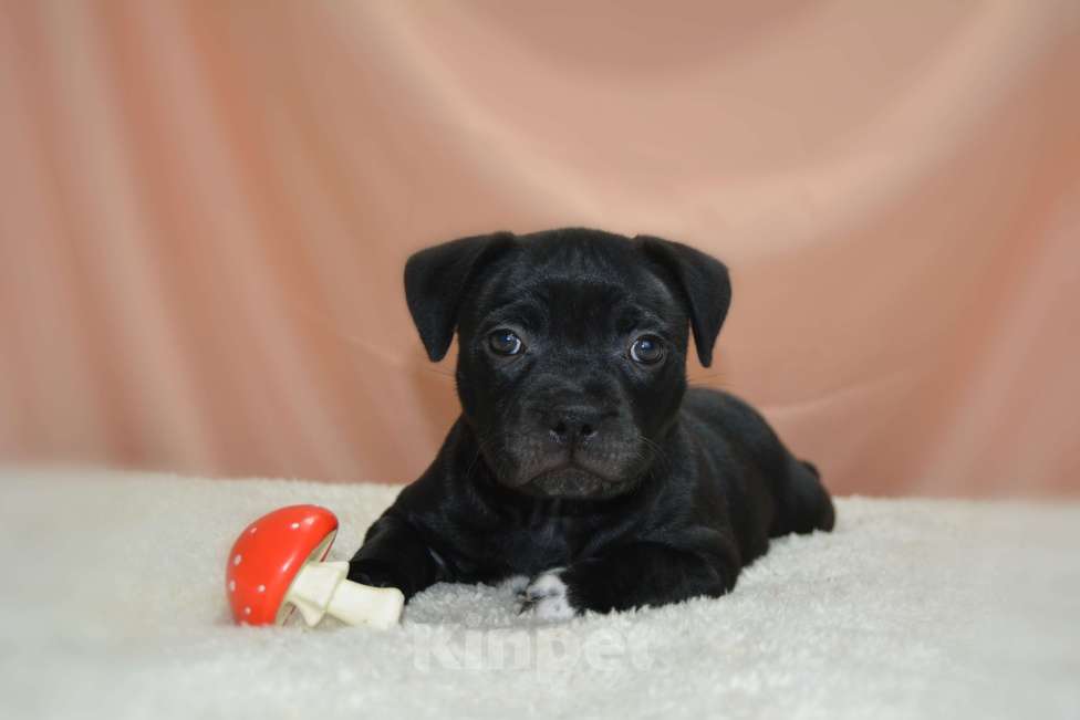 Собаки в Краснодаре: стаффи Мальчик, Бесплатно - фото 1