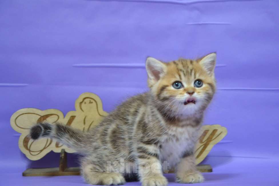 Кошки в Москве: Мальчики страйтики золотые Мальчик, 40 000 руб. - фото 5