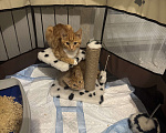 Кошки в Москве: Котенок 4 месяца Мальчик, Бесплатно - фото 5