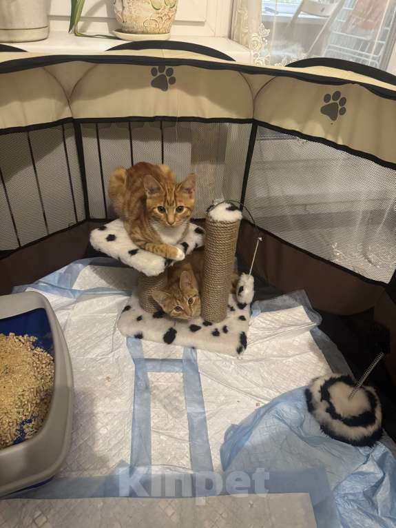 Кошки в Москве: Котенок 4 месяца Мальчик, Бесплатно - фото 5