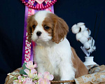 Собаки в Электростали: Шикарная девочка кавалер кинг чарльз спаниель Девочка, 150 000 руб. - фото 6