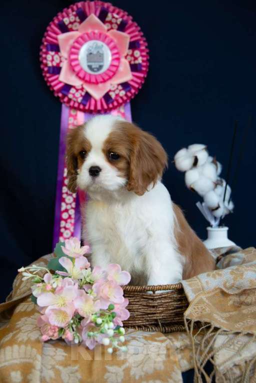 Собаки в Электростали: Шикарная девочка кавалер кинг чарльз спаниель Девочка, 150 000 руб. - фото 6