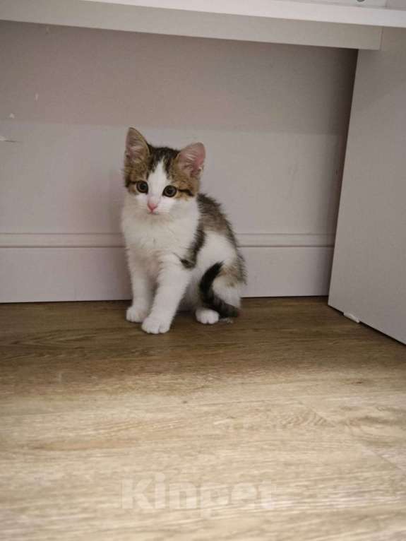 Кошки в Красногорске: Маленькая Мишель 1,5 месяца ждет родителей  Девочка, Бесплатно - фото 8