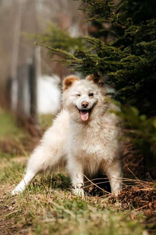 Собаки в Москве: Пушистая собака-мечта Джессика в добрые руки Девочка, 1 руб. - фото 3