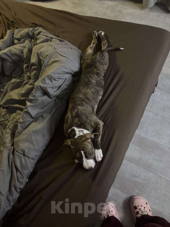 Собаки в Нерюнгри: продам породистого щенка Девочка, 25 000 руб. - фото 3