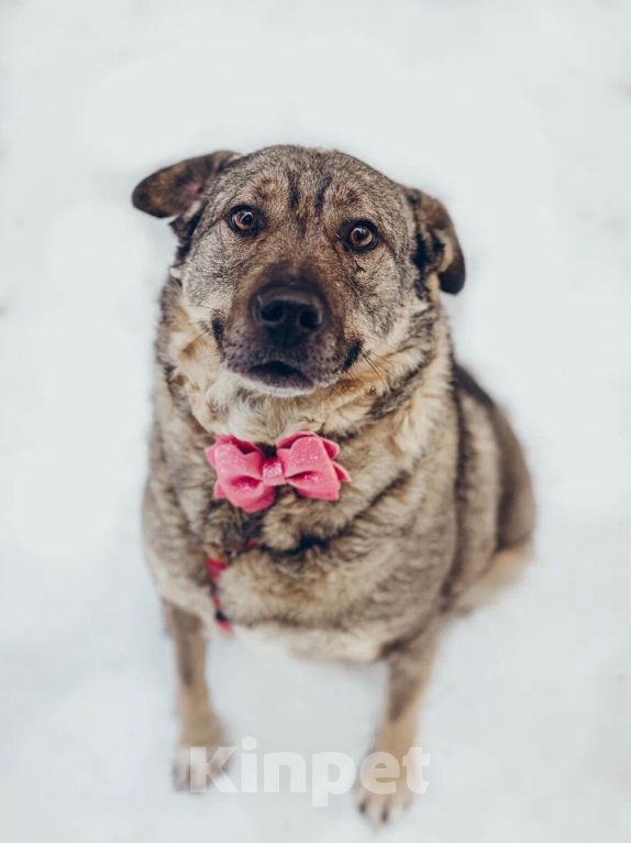 Собаки в Балашихе: Милая Маня очень ждёт свою маму Девочка, 100 руб. - фото 4