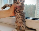 Кошки в Лобне: Котёнок Серёга 1,5 мес Мальчик, Бесплатно - фото 1