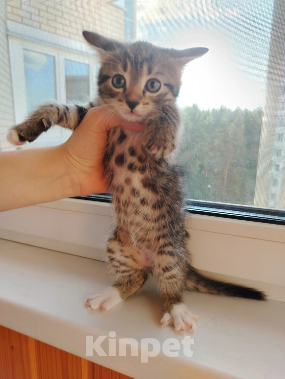 Кошки в Лобне: Котёнок Серёга 1,5 мес Мальчик, Бесплатно - фото 1