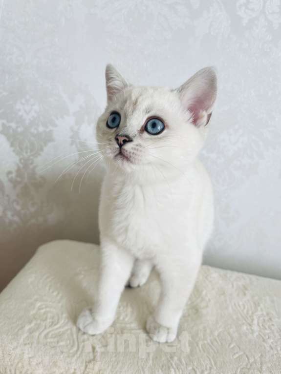 Кошки в Калининграде: Продается котенок Мальчик, 25 000 руб. - фото 2