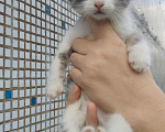 Кошки в Реутове: Котёнок в добрые руки Мальчик, Бесплатно - фото 1