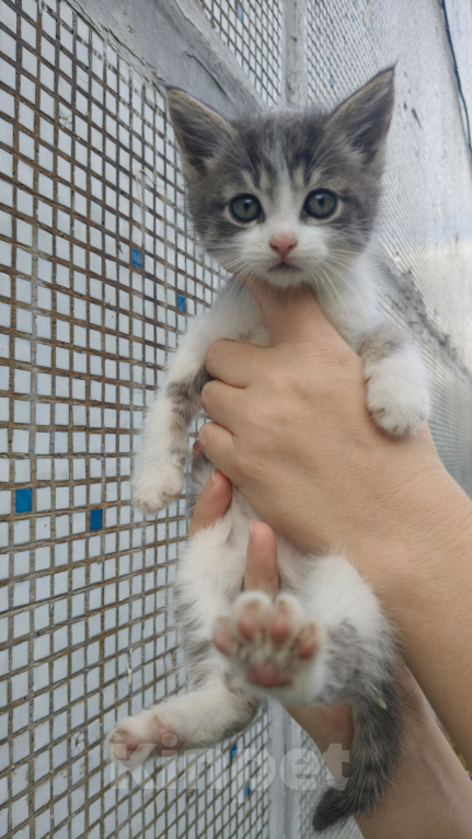 Кошки в Реутове: Котёнок в добрые руки Мальчик, Бесплатно - фото 1