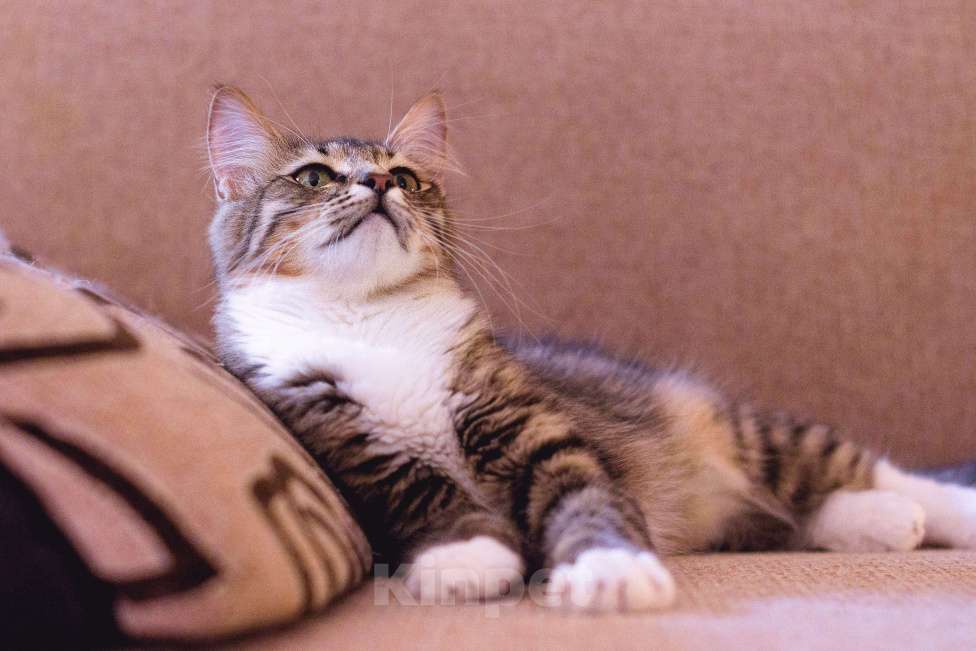 Кошки в Москве: Изящная и благородная кошка Селин Девочка, Бесплатно - фото 5