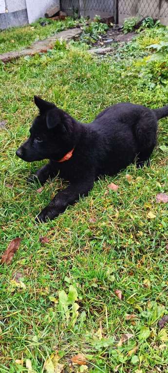 Собаки в Кольчугино: Щенки немецкой овчарки. Девочка, 15 000 руб. - фото 9