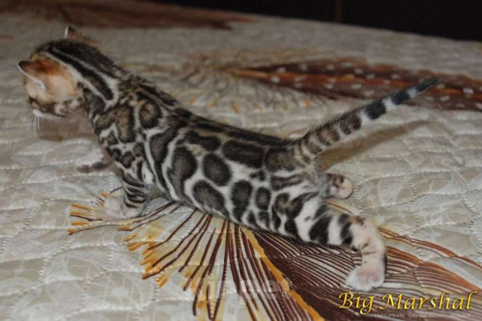 Кошки в Москве: Бенгальский котик  Мальчик, 65 000 руб. - фото 3
