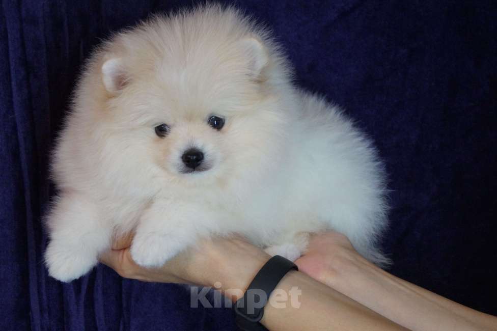 Собаки в Москве: Мини мальчик Мальчик, 35 000 руб. - фото 2