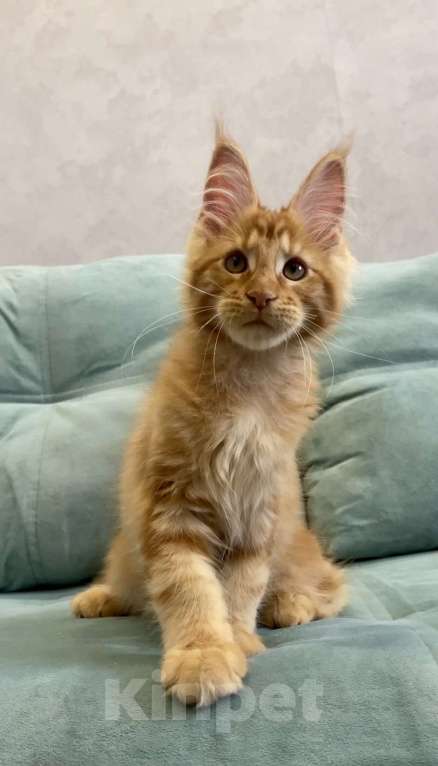 Кошки в Иркутске: Котенок мейн-кун Мальчик, 45 000 руб. - фото 2
