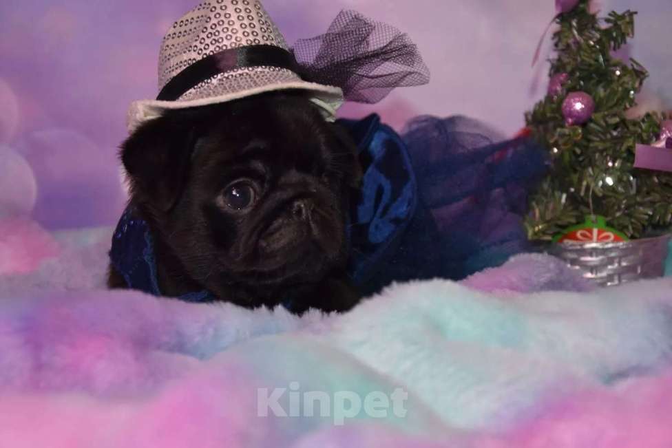 Собаки в Ростове-на-Дону: Щенки мопса  Девочка, 60 000 руб. - фото 3