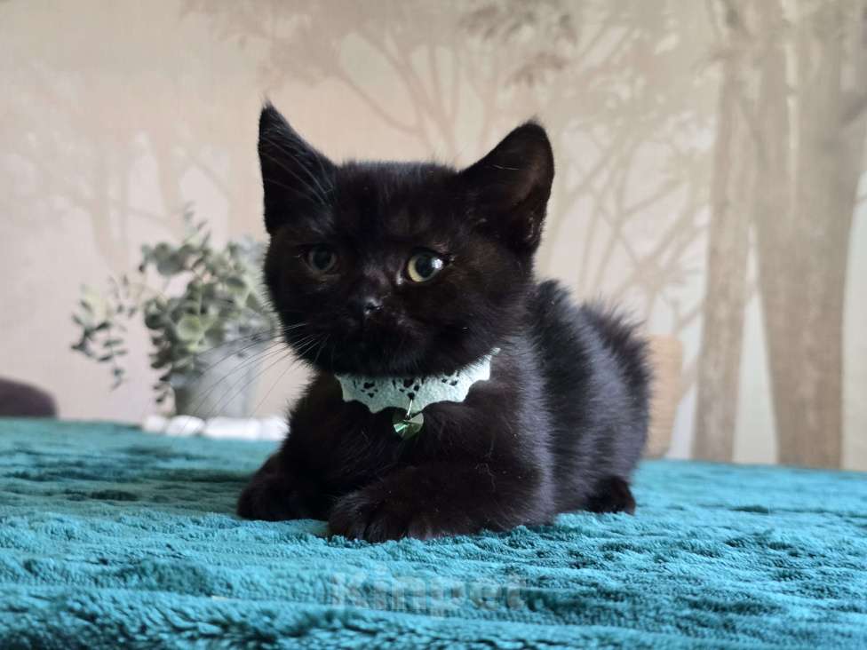 Кошки в Хабаровске: Девон-рекс мальчик Мальчик, 5 000 руб. - фото 6